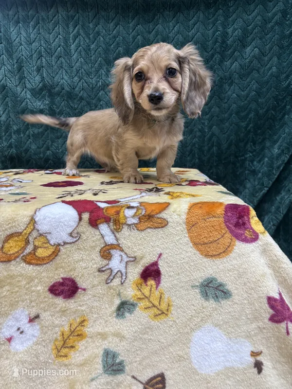 Shaded Cream Puppy – Miniature Dachshund puppy for sale in Phillipsburg, NJ