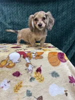 Shaded Cream Long Hair Puppy, a male Miniature Dachshund for sale in Phillipsburg, NJ – 1 of 6