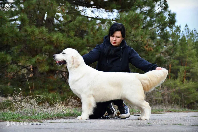 Adult Female Import – English Cream Golden Retriever puppy for sale in Phillipsburg, NJ
