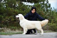 Adult Female Import, a female English Cream Golden Retriever for sale in Phillipsburg, NJ – 1 of 3