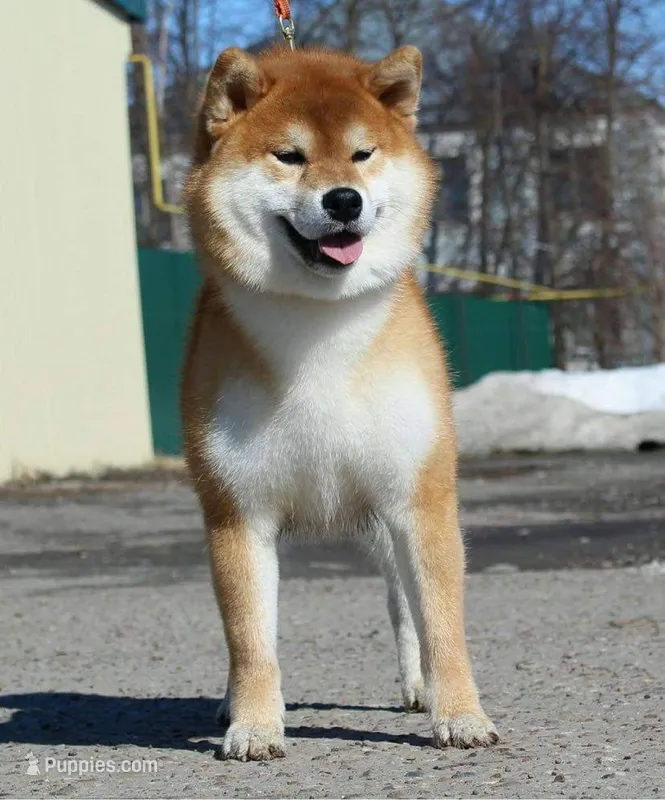 BEAUTIFUL!!! – Shiba Inu puppy for sale in Phillipsburg, NJ
