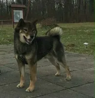 SESAME MALE IMPORTED FULL AKC, a male Shiba Inu for sale in Phillipsburg, NJ – 7 of 8