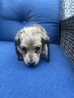 Shaded Cream , a female Miniature Dachshund for sale in Phillipsburg, NJ – 8 of 9