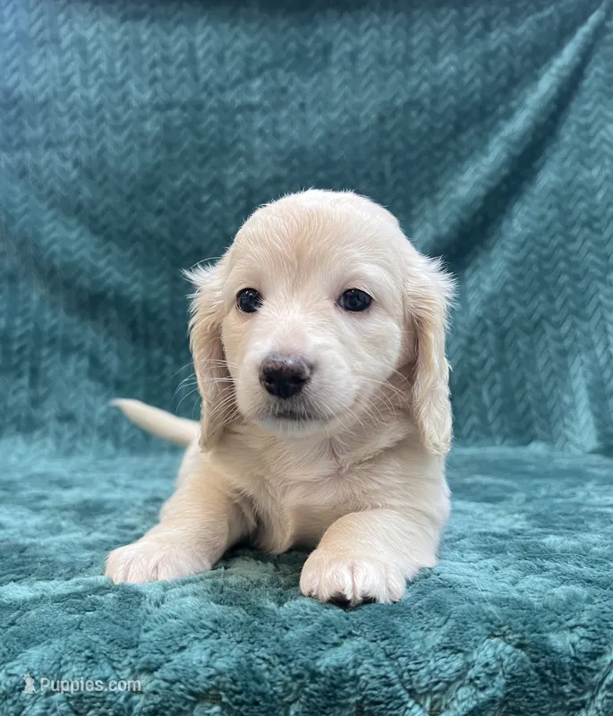 Long Hair female cream – Miniature Dachshund puppy for sale in Phillipsburg, NJ