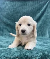 Long Hair female cream, a female Miniature Dachshund for sale in Phillipsburg, NJ – 2 of 8