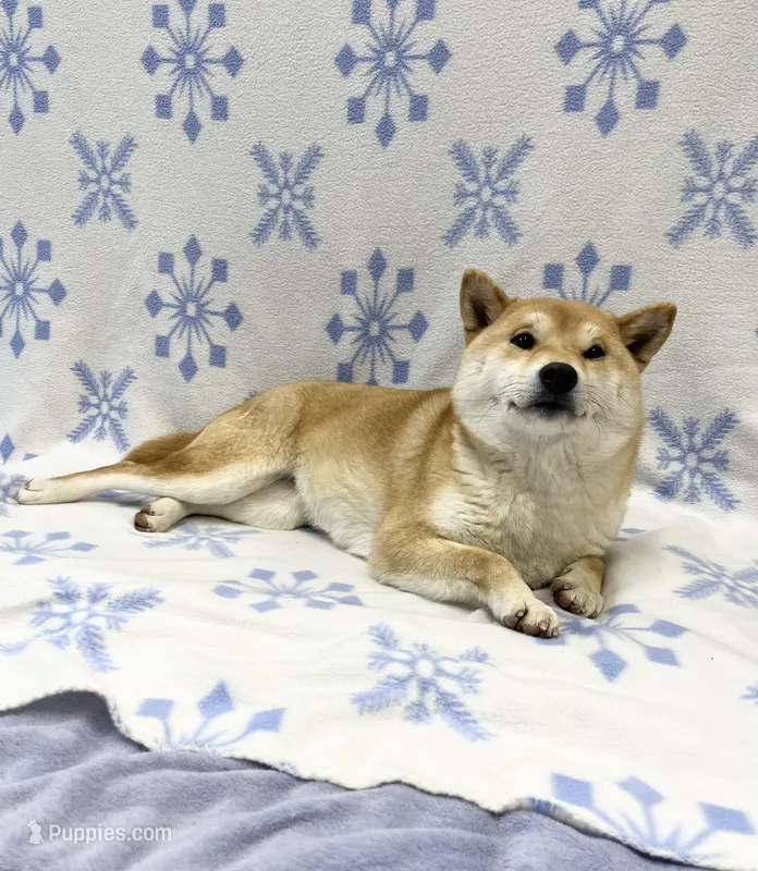 ADULT – Shiba Inu puppy for sale in Phillipsburg, NJ