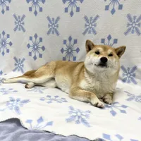 ADULT, a female Shiba Inu for sale in Phillipsburg, NJ – Photo 4 of 7
