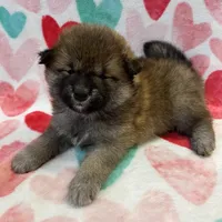 ADULT, a female Shiba Inu for sale in Phillipsburg, NJ – Photo 7 of 7