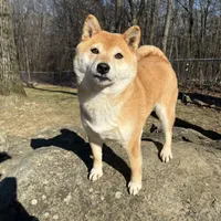 ADULT, a female Shiba Inu for sale in Phillipsburg, NJ – Photo 3 of 7