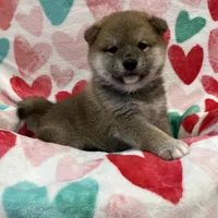 ADULT, a female Shiba Inu for sale in Phillipsburg, NJ – Photo 6 of 7