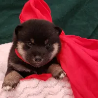 ADULT, a female Shiba Inu for sale in Phillipsburg, NJ – Photo 5 of 7