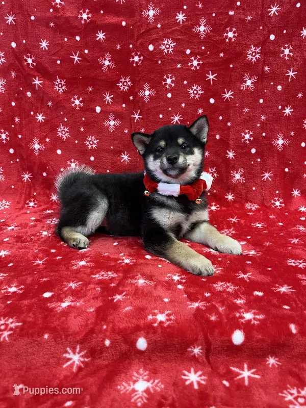 ADULT – Shiba Inu puppy for sale in Phillipsburg, NJ