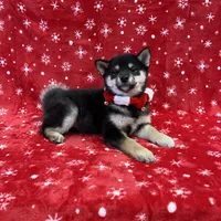 ADULT, a female Shiba Inu for sale in Phillipsburg, NJ – Photo 2 of 7