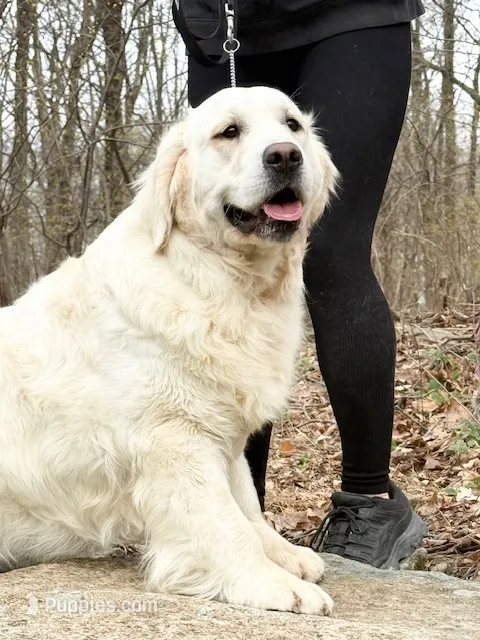 ADULT MALE AKC – English Cream Golden Retriever puppy for sale in Phillipsburg, NJ