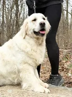 ADULT MALE AKC, a male English Cream Golden Retriever for sale in Phillipsburg, NJ – 1 of 1