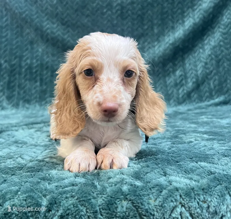 Winnie pup – Miniature Dachshund puppy for sale in Phillipsburg, NJ