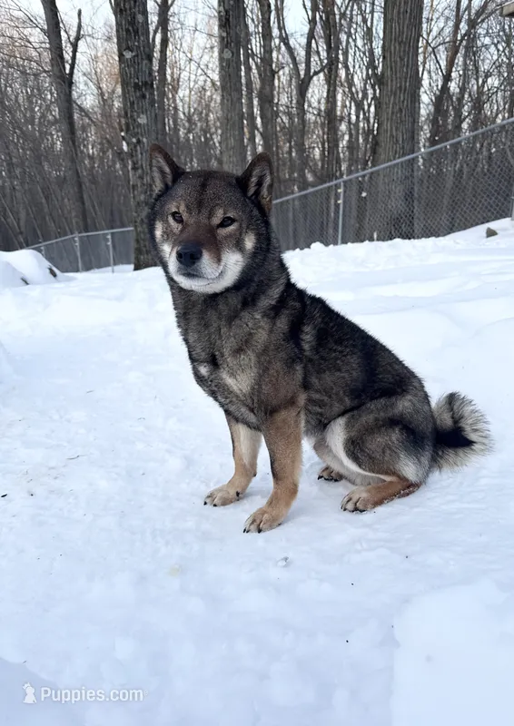 SESAME MALE IMPORTED FULL AKC – Shiba Inu puppy for sale in Phillipsburg, NJ