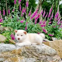 BLACK & TAN PUP, a female Shiba Inu for sale in Phillipsburg, NJ – Photo 9 of 10
