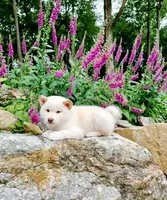 processed/b1e9b52d-6439-4123-ac27-4f1063d12beb/listing/6c314985-a0fa-400c-a923-8262df6f0dae/0700c5f1-cf81-49b8-ae32-55c4468b9c6b