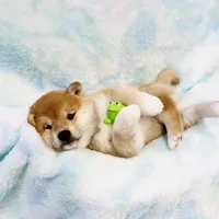 BLACK & TAN PUP, a female Shiba Inu for sale in Phillipsburg, NJ – Photo 2 of 10