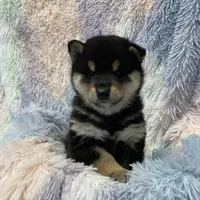 BLACK & TAN PUP, a female Shiba Inu for sale in Phillipsburg, NJ – Photo 1 of 10