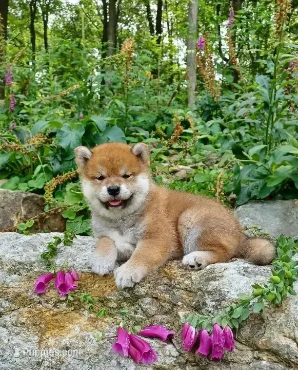 Sesame male  – Shiba Inu puppy for sale in Phillipsburg, NJ