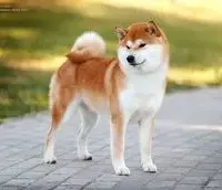 BLACK & TAN PUP, a female Shiba Inu for sale in Phillipsburg, NJ – Photo 3 of 10