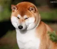 BLACK & TAN PUP, a female Shiba Inu for sale in Phillipsburg, NJ – Photo 8 of 10