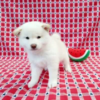 BLACK & TAN PUP, a female Shiba Inu for sale in Phillipsburg, NJ – Photo 5 of 10