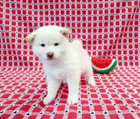 processed/b1e9b52d-6439-4123-ac27-4f1063d12beb/listing/6c314985-a0fa-400c-a923-8262df6f0dae/b0805413-6e58-47bf-8a86-8405f4876b8e