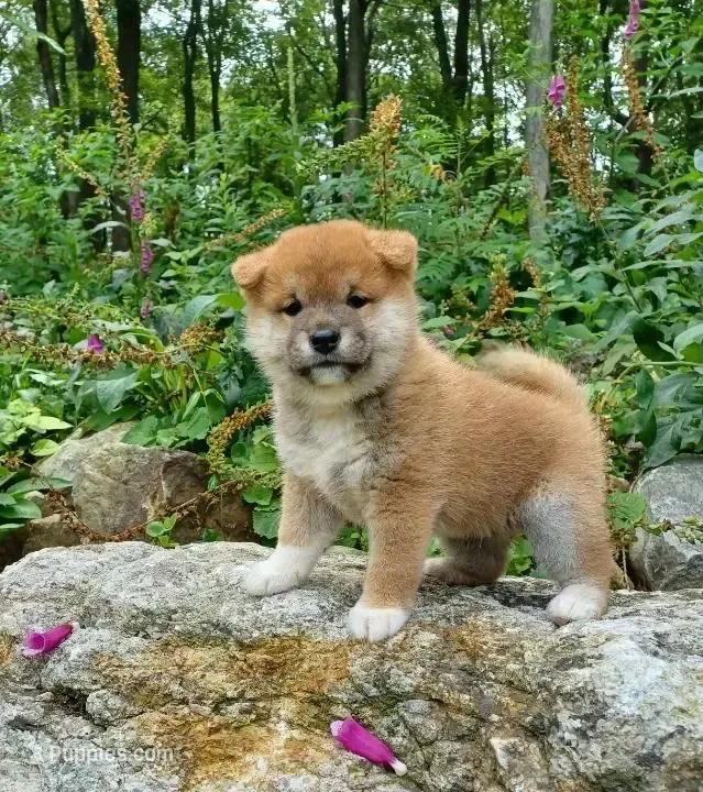 Sesame male  – Shiba Inu puppy for sale in Phillipsburg, NJ