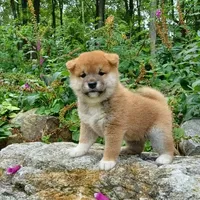 BLACK & TAN PUP, a female Shiba Inu for sale in Phillipsburg, NJ – Photo 7 of 10