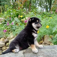 BLACK & TAN PUP, a female Shiba Inu for sale in Phillipsburg, NJ – Photo 10 of 10