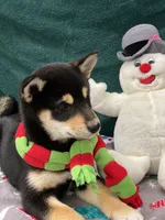 Adult Import Sesame, a male Shiba Inu for sale in Phillipsburg, NJ – 4 of 4