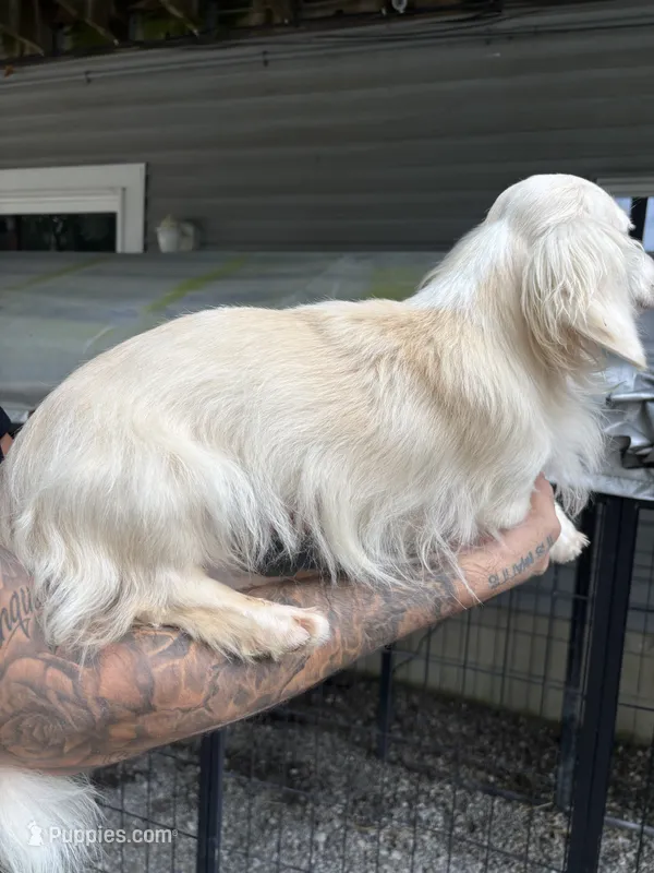 Cream Male 10 MONTH – Miniature Dachshund puppy for sale in Phillipsburg, NJ
