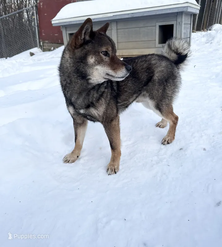 SESAME MALE IMPORTED FULL AKC – Shiba Inu puppy for sale in Phillipsburg, NJ