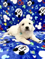 Beautiful M, a male English Cream Golden Retriever for sale in Phillipsburg, NJ – 10 of 10