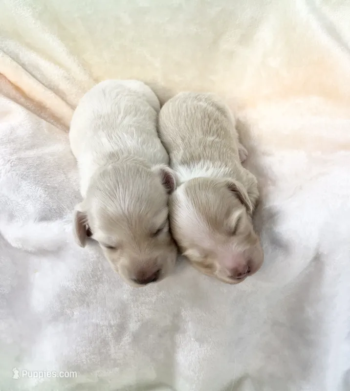Fun Puppy!!! – Miniature Dachshund puppy for sale in Phillipsburg, NJ