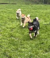 ADULT AKC , a female Shiba Inu for sale in Phillipsburg, NJ – 4 of 10