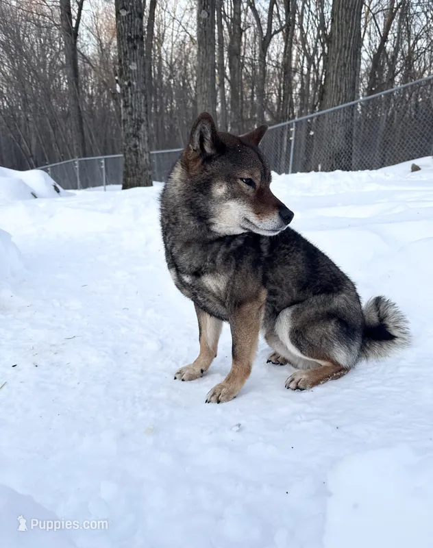 SESAME MALE  – Shiba Inu puppy for sale in Phillipsburg, NJ