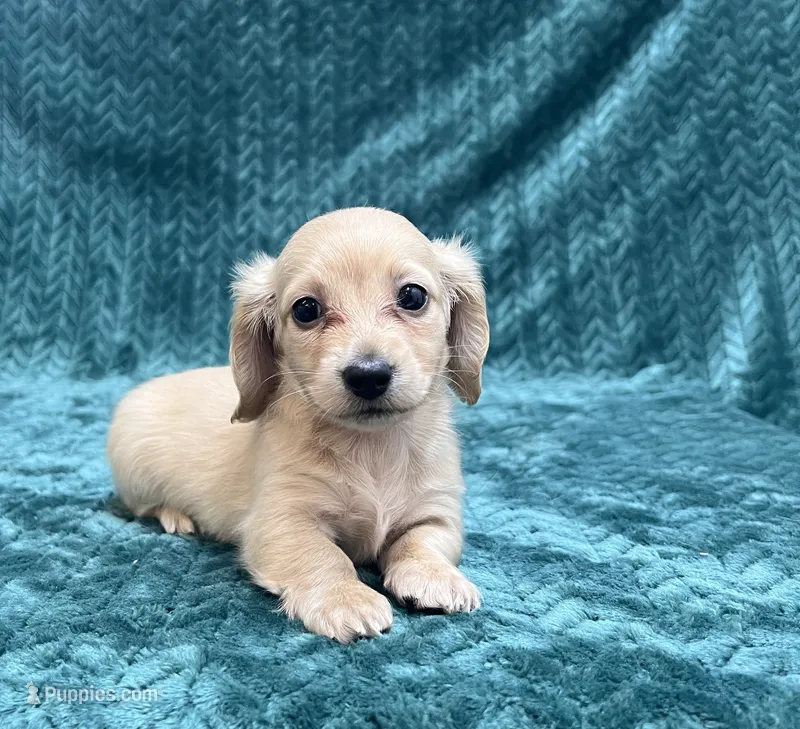 Fun Puppy!!! – Miniature Dachshund puppy for sale in Phillipsburg, NJ