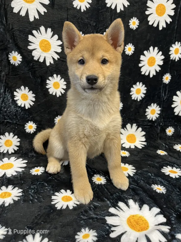 Adult Import Sesame – Shiba Inu puppy for sale in Phillipsburg, NJ