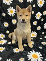 Adult Import Sesame, a male Shiba Inu for sale in Phillipsburg, NJ – 2 of 4