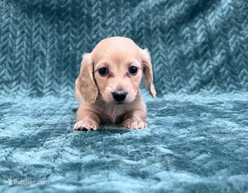 Fun Puppy!!! – Miniature Dachshund puppy for sale in Phillipsburg, NJ