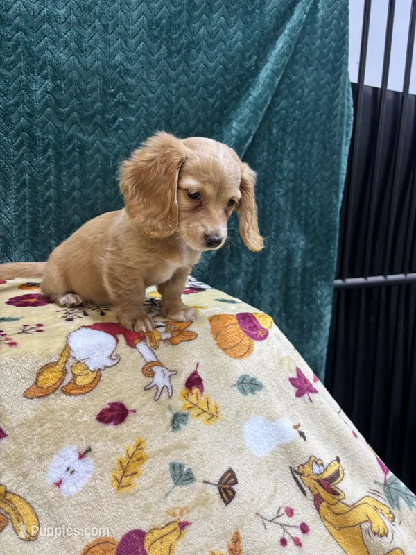 Puppy Cream M – Miniature Dachshund puppy for sale in Phillipsburg, NJ
