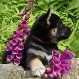 Black $ Tan Puppy, a female Shiba Inu for sale in Phillipsburg, NJ – Photo 1 of 5