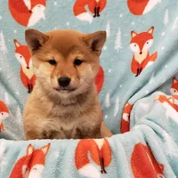 Black $ Tan Puppy, a female Shiba Inu for sale in Phillipsburg, NJ – Photo 2 of 5