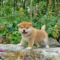 Black $ Tan Puppy, a female Shiba Inu for sale in Phillipsburg, NJ – Photo 5 of 5