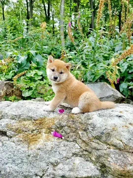 Shiba Puppy – Shiba Inu puppy for sale in Phillipsburg, NJ