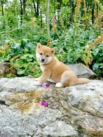 processed/b1e9b52d-6439-4123-ac27-4f1063d12beb/listing/87dad097-f3a4-41fe-93e1-445f9ae54b48/9eb8e680-2f34-4e3b-86c2-61e526c1de62